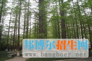 華東理工大學(xué)華理杉樹林659