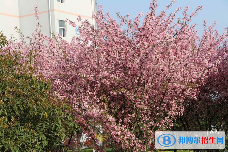 皖西衛(wèi)生職業(yè)學(xué)院?jiǎn)握袌?bào)名條件