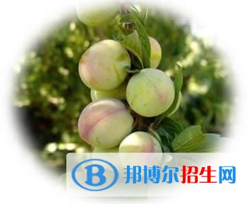 紅河中專學(xué)校讀幾年