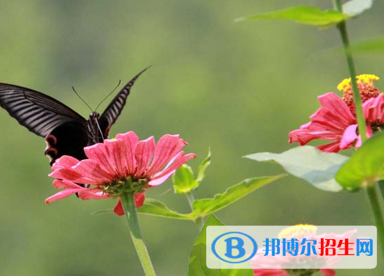 黃山旅游管理學校怎么樣、好不好