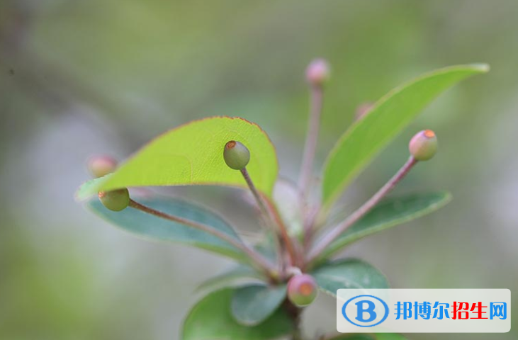 石家莊第二十四中學2020招生代碼