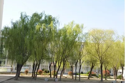 江蘇省金山中等專業(yè)學(xué)校怎么樣、好不好