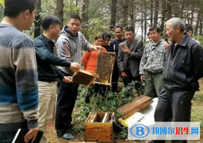 大學(xué)養(yǎng)蜂與蜂產(chǎn)品加工專業(yè)可以從事哪些工作？