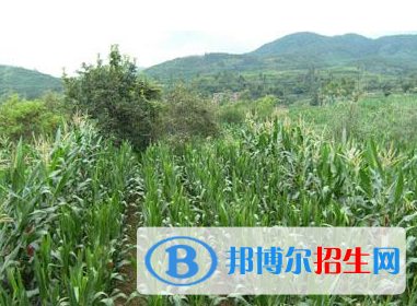 種子生產與經營專業(yè)好嗎?