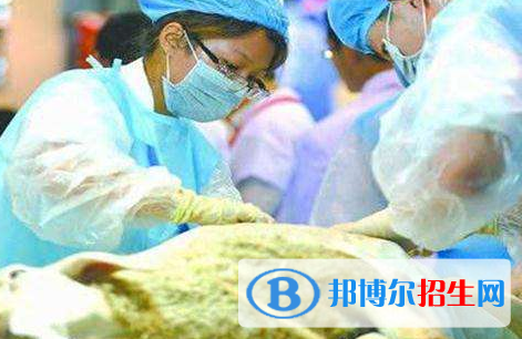 動物醫(yī)學專業(yè)好嗎?(動物醫(yī)學專業(yè))